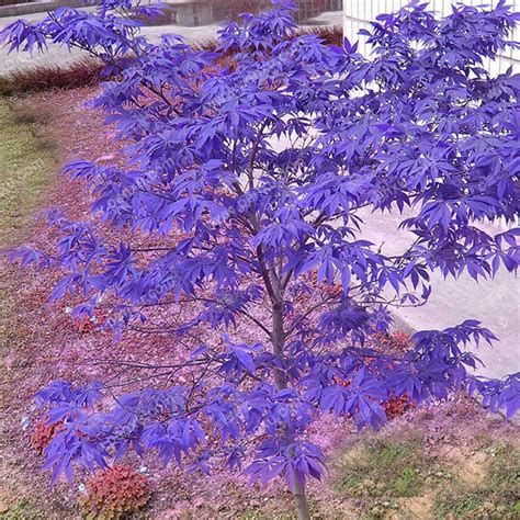 30Pcs Purple Maple Seeds Rare Color Beautiful Purple Ghost Bonsai ...