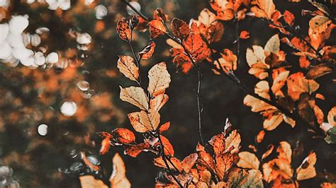 [100+] Fall Aesthetic Desktop Wallpapers | Wallpapers.com