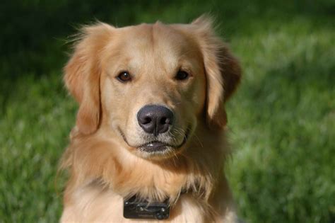 √√ Golden Retriever Adoption Wyoming USA - Buy Puppy In Your Area