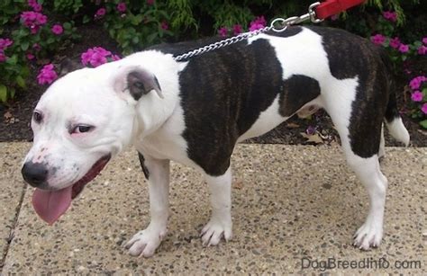 American Pit Bull Terrier Dog Breed Pictures, 5