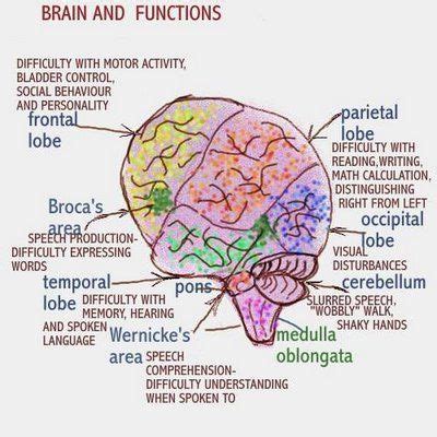 Dear Nurses: THE BRAIN LOBES | Nursing mnemonics, Medical knowledge ...