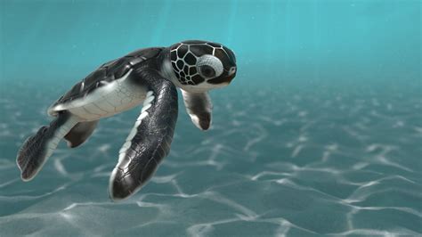 Baby Sea Turtle Wallpapers - 4k, HD Baby Sea Turtle Backgrounds on ...