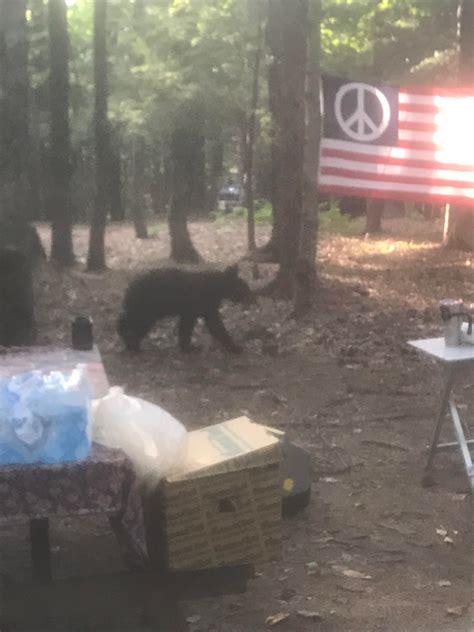 First ever bear experience. Bethel, NY : camping