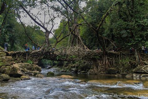 Unraveling the mysterious Living Root Bridge, Meghalaya - Thrilling Travel