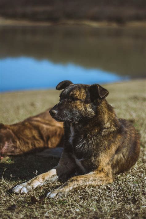 Brindle Dog · Free Stock Photo