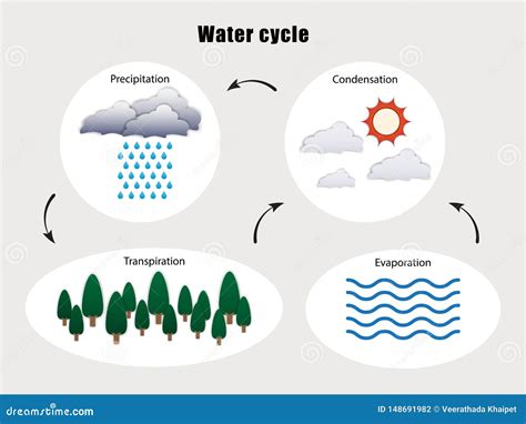 Diagram of Water Cycle Vector Stock Vector - Illustration of ocean ...