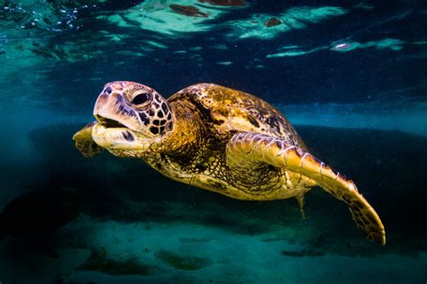 Green Sea Turtle Facts: Habitat, Diet, Conservation, & More