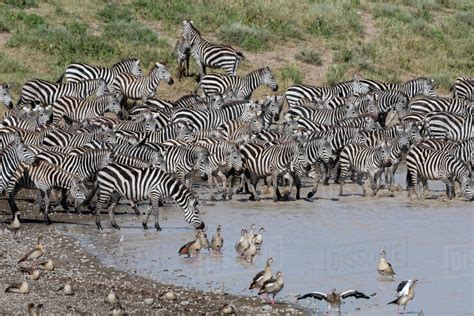 A herd of plains zebras (Equus quagga) drinking at Hidden Valley lake ...