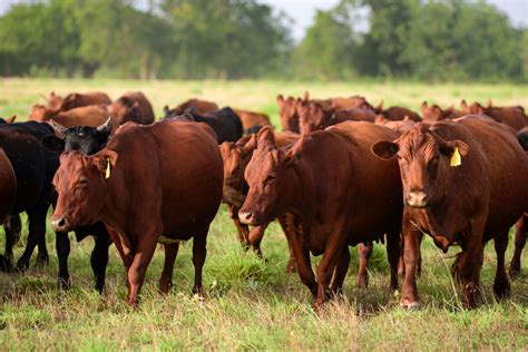 Dairy Cow Grazing In A Field. Herd Of Cows Grazing In A Pasture ...