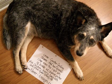 20 Bad Dogs Being Shamed With Signs