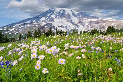 14 Best Hikes in Mount Rainier National Park, Washington