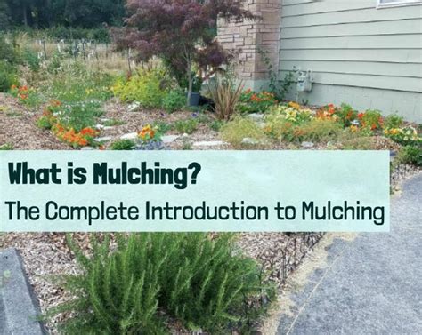 What is Mulching? The Complete Introduction to Mulching