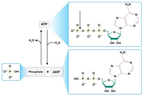 Flexi answers - Give the structure and function of an ATP molecule ...