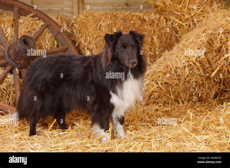 Sheltie, black-and-white / Shetland Sheepdog |Sheltie, Ruede, schwarz ...