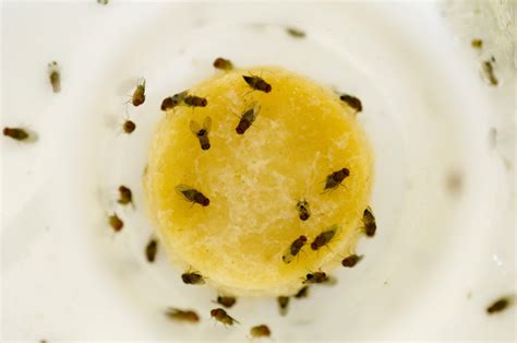 FRUIT FLIES | HealthyLife | WeRIndia