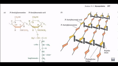 Peptidoglycan structure and biosynthesis - YouTube