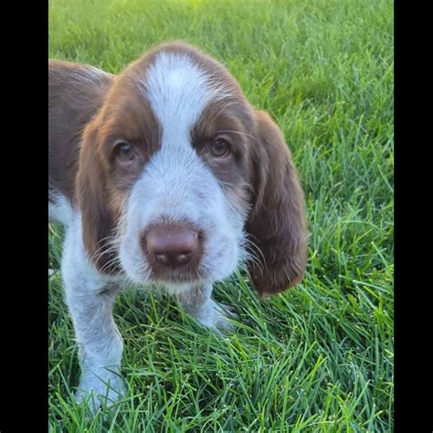 Spinone Italiano Puppies For Sale - AKC PuppyFinder