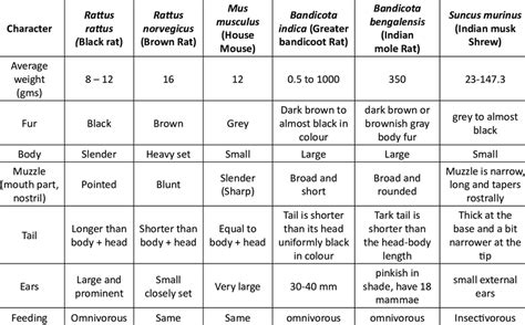 Field identification of the major rodents found in India | Download ...