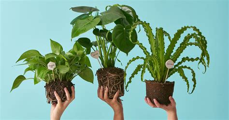 Buying Plants Online: Plant Stores To Order Houseplants