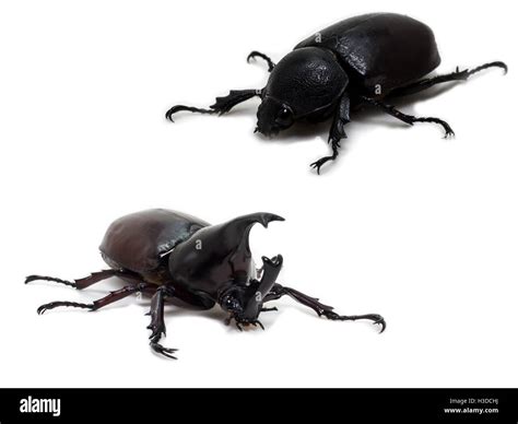 Male and Female Rhinoceros beetle Stock Photo - Alamy