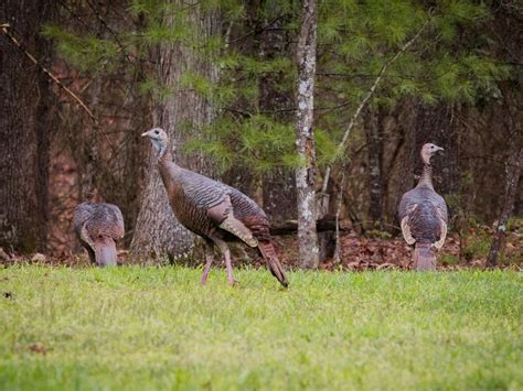 Wild Turkey Nesting (Behavior, Eggs + Location) | Birdfact