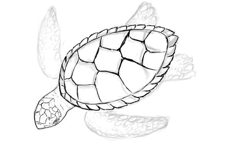 Baby Sea Turtle Drawing at GetDrawings | Free download