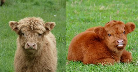 You Can Have a Fluffy Miniature Cow As a Pet - Kitchen Fun With My 3 Sons