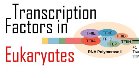 Transcription factors - Auto entuzijasta Hrvatska