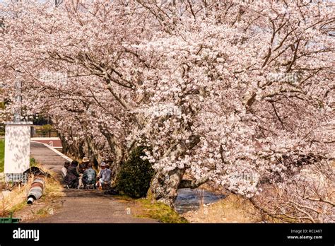 Hanami Cherry Blossom Viewing Japan Stock Photo - Alamy