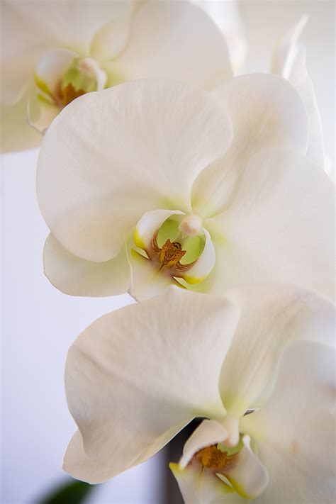 White - Formosa Orchid Nursery