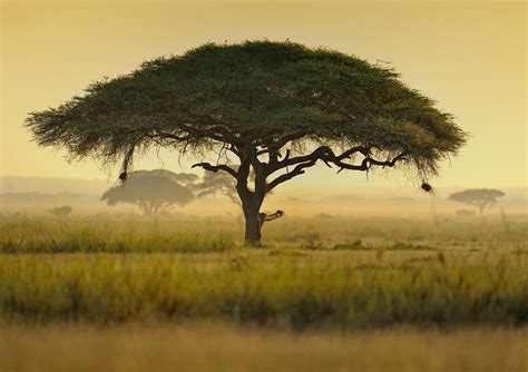 Umbrella Acacia Tree, Kenya, East Africa by Diana Robinson - Photo ...