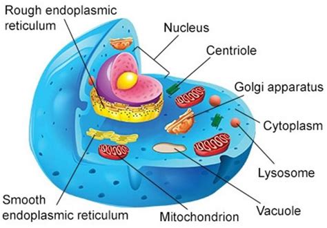 Cytoplasm Diagram And Function 16 Cytoplasm Functions