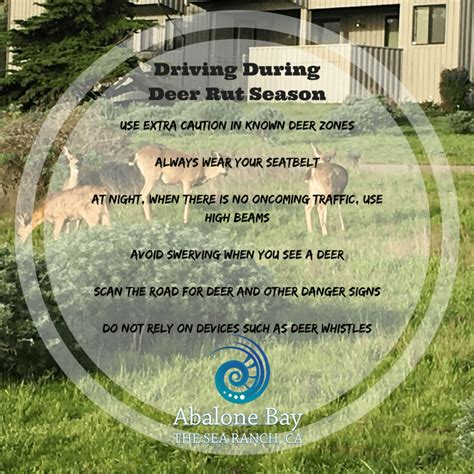 Deer Rut Season During North Bay Wildfires- Drivers Beware!