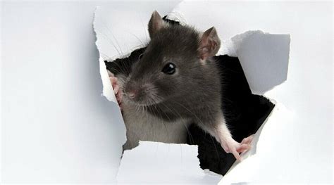 How to Control Rodents - Control Methods and Prevention