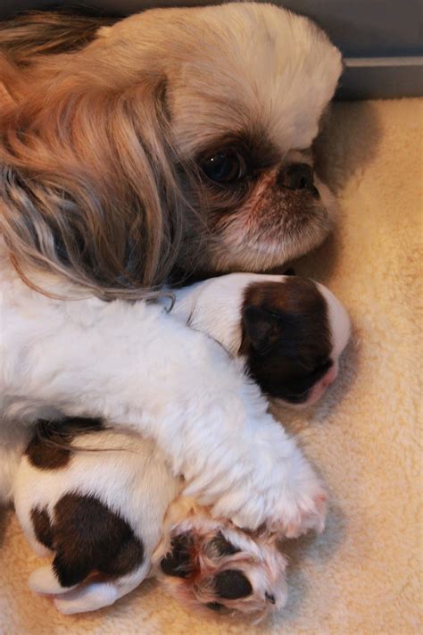 Shih Tzu Puppies in Northern New Jersey