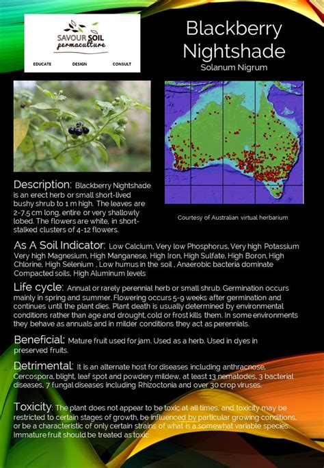 Weedy Wednesday - Blackberry Nightshade - Savour Soil Permaculture