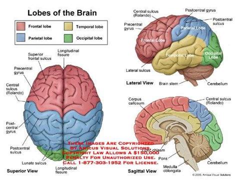 Brain lobes diagram