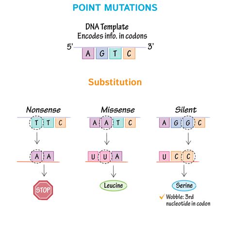 Point Mutation Definition Biology at Jewell Patterson blog