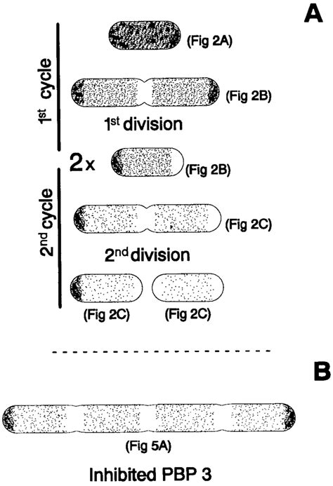 Schematic interpretation of murein segregation in E. coli cells ...