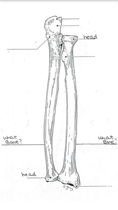 Long Bone diagram 3 Diagram | Quizlet