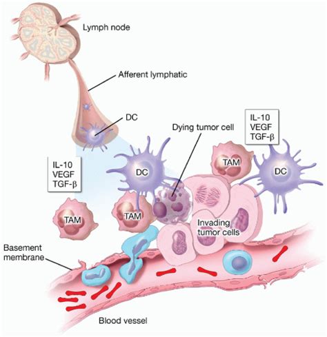 Tumor Immunology and Pediatric Cancer | Oncohema Key