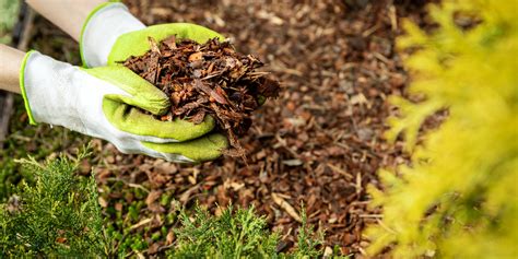 Mulching Fall Flowerbeds - How To Stop Next Year's Weeds Now!