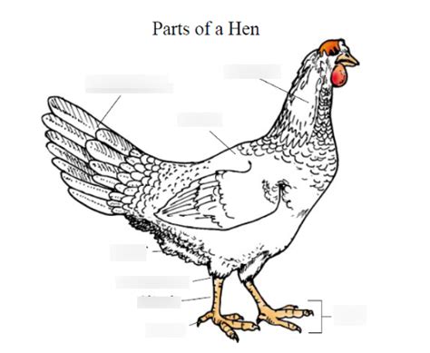 Hen Anatomy Diagram | Quizlet