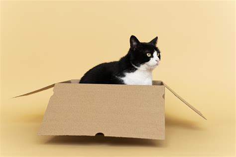 Cute cat in a cardboard box 2413371 Stock Photo at Vecteezy