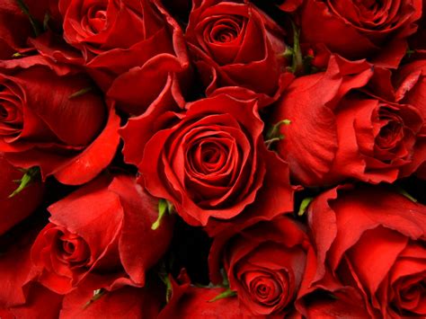 Red roses wallpaper | Wallpaper Wide HD