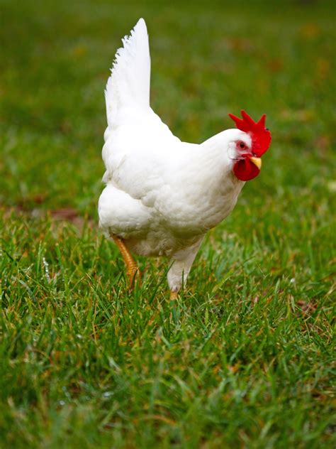 White Leghorn Chicken Breed Guide