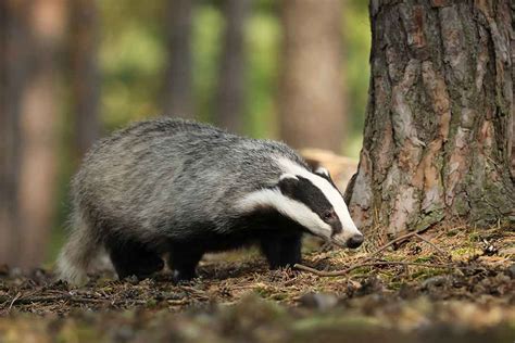 Eurasian Badger (Meles meles) - www.birdwords.co.uk