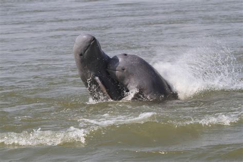 Irrawaddy dolphin - garetset