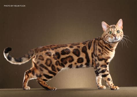 Bengal Adult Cats For Sale In GA - BoydsBengals