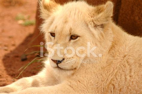 White Lion Cub Stock Photo | Royalty-Free | FreeImages